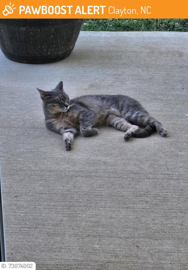 Found/Stray Female Cat last seen Cobblestone, Clayton, NC 27520