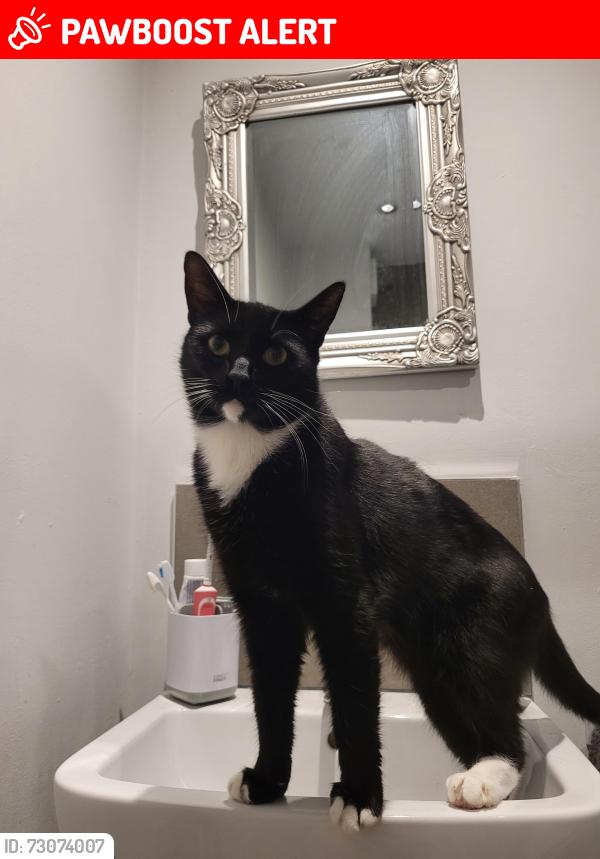 Lost Male Cat last seen Old Brickyard community centre, Nottinghamshire, England NG3