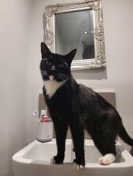 Lost Male Cat last seen Old Brickyard community centre, Nottinghamshire, England NG3