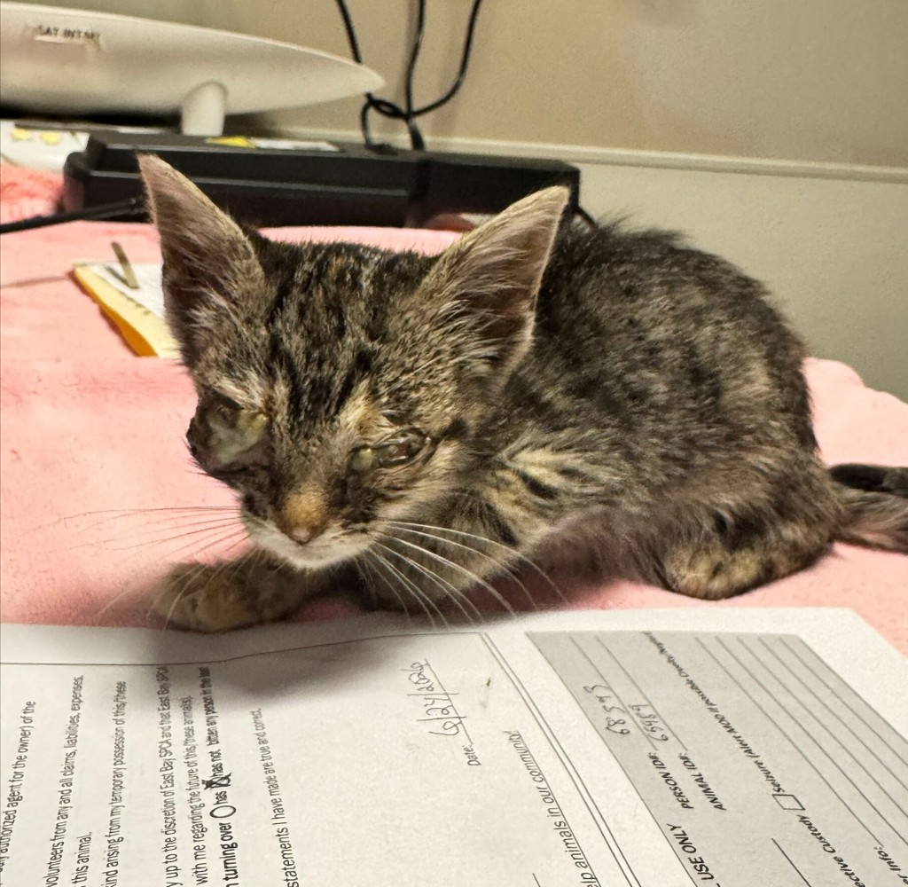 Shelter Stray Female Cat last seen Hemlock Street, SAN LEANDRO, CA, 94579, 8323 Baldwin St, Oakland, CA 94621, USA