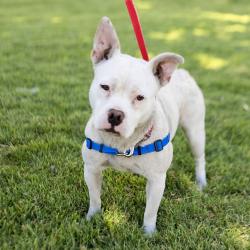 Shelter Stray Female Dog last seen Floresta Boulevard, SAN LEANDRO, CA, 94577, 8323 Baldwin St, Oakland, CA 94621, USA