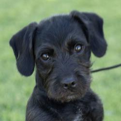 Shelter Stray Male Dog last seen Near Maple, LIVERMORE, CA, 94550, 8323 Baldwin St, Oakland, CA 94621, USA