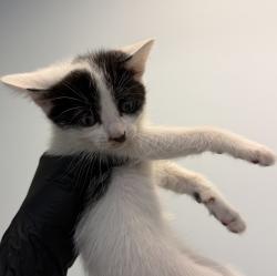 Shelter Stray Female Cat last seen Near National Avenue, San Diego, CA, 92113, 5500 Gaines St, San Diego, CA 92110, USA