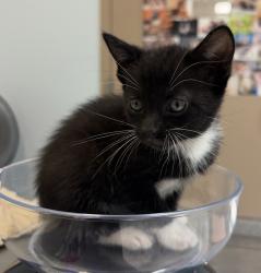 Shelter Stray Female Cat last seen Near National Avenue, San Diego, CA, 92113, 5500 Gaines St, San Diego, CA 92110, USA