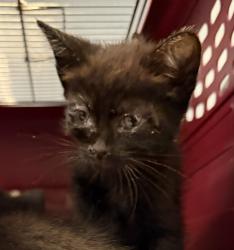 Shelter Stray Female Cat last seen Near National Avenue, San Diego, CA, 92113, 5500 Gaines St, San Diego, CA 92110, USA