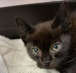 Shelter Stray Male Cat last seen NE Wygant / NE 65th, OR, 1700 W Historic Columbia River Hwy, Troutdale, OR 97060, USA