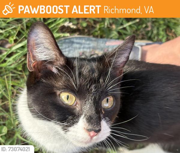 Found/Stray Female Cat last seen Rosedale, Richmond, VA 23227