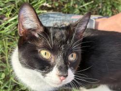 Found/Stray Female Cat last seen Rosedale, Richmond, VA 23227