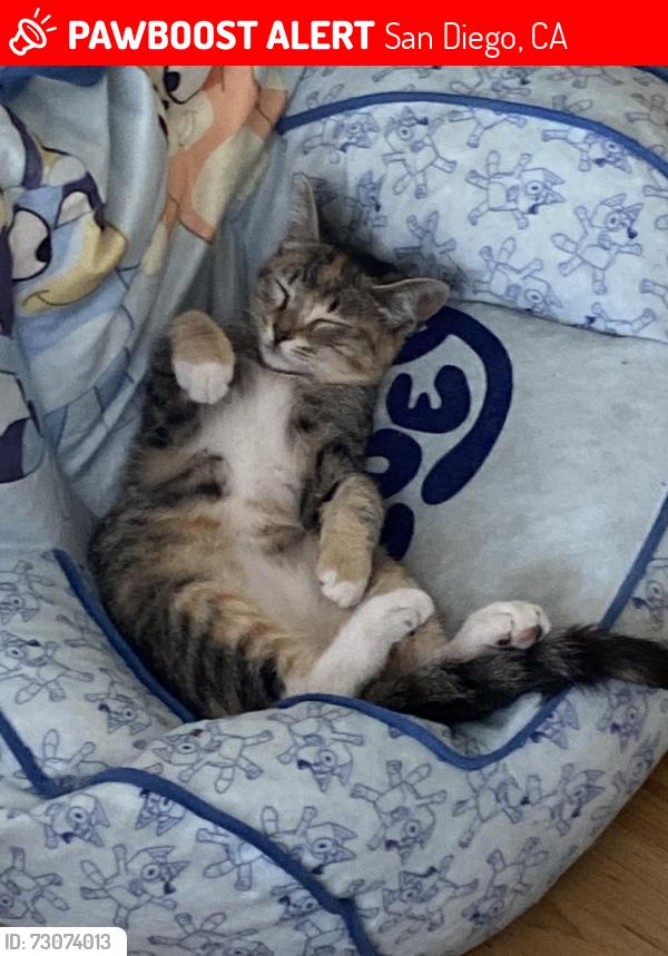 Lost Female Cat last seen G & market , San Diego, CA 92101