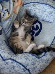 Lost Female Cat last seen G & market , San Diego, CA 92101