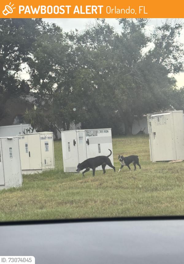 Found/Stray Female Dog last seen Front of country run neighborhood, Orlando, FL 32818