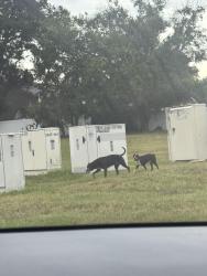 Found/Stray Female Dog last seen Front of country run neighborhood, Orlando, FL 32818