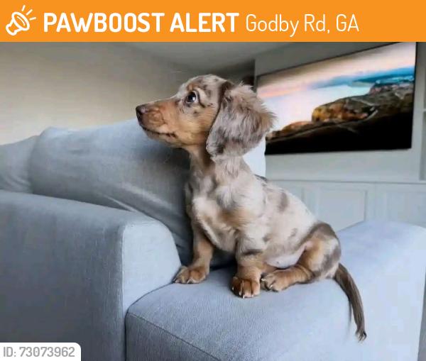 Found/Stray Unknown Dog last seen Atlanta Georgia , Godby Rd, GA 30349