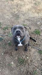 Lost Male Dog last seen Edwards ave, South Sioux City, NE 68776