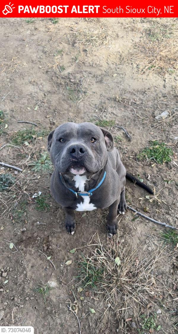 Lost Male Dog last seen Edwards ave, South Sioux City, NE 68776