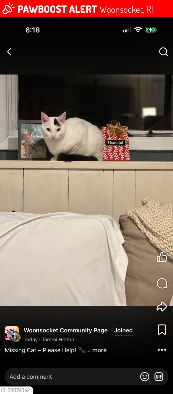 Lost Male Cat last seen Pichette blvd, Woonsocket, RI 02895