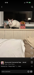 Lost Male Cat last seen Pichette blvd, Woonsocket, RI 02895