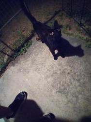 Lost Female Cat last seen Near and mile stretch, Holiday, FL 34690