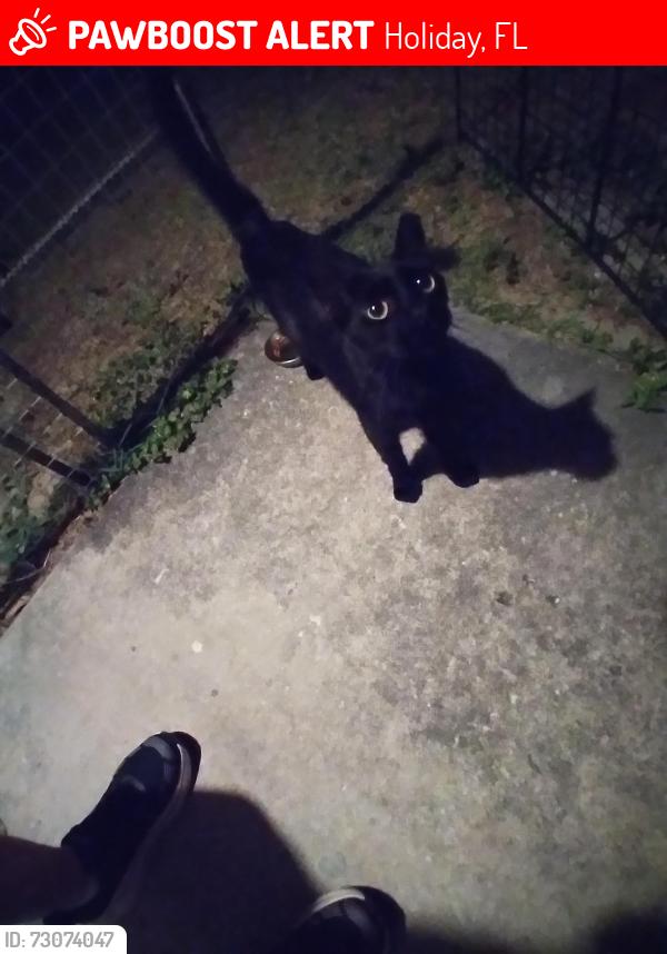 Lost Female Cat last seen Near and mile stretch, Holiday, FL 34690
