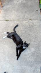 Reunited Male Cat last seen Cooperston and camden, Elk Grove, CA 95624