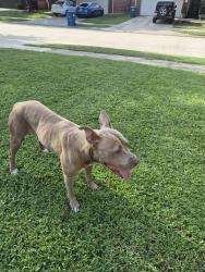 Found/Stray Female Dog last seen La Michoacana, Spring, TX 77388