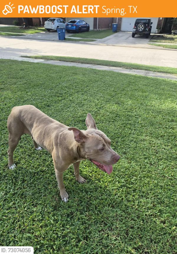 Found/Stray Female Dog last seen La Michoacana, Spring, TX 77388