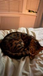 Reunited Male Cat last seen Chester Way, Kennington, London, Greater London, England SE11 4UR