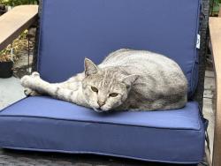 Reunited Unknown Cat last seen NE 82nd & 14th NE IN SEATTLE, Seattle, WA 98115