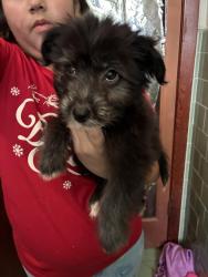 Found/Stray Unknown Dog last seen Allen Genoa, Houston, TX 77017
