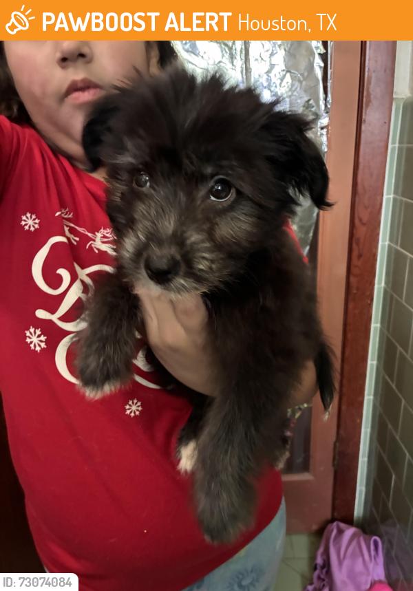 Found/Stray Unknown Dog last seen Allen Genoa, Houston, TX 77017