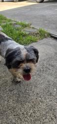 Found/Stray Male Dog last seen Jack brook park, La Marque, TX 77563