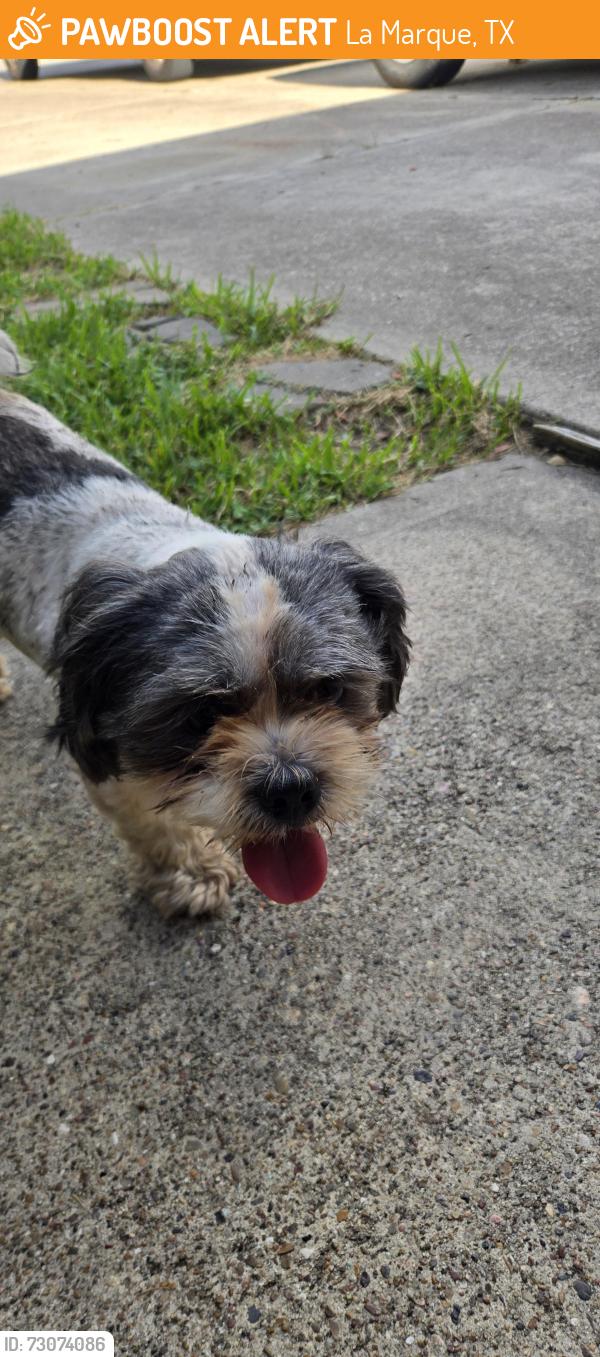 Found/Stray Male Dog last seen Jack brook park, La Marque, TX 77563
