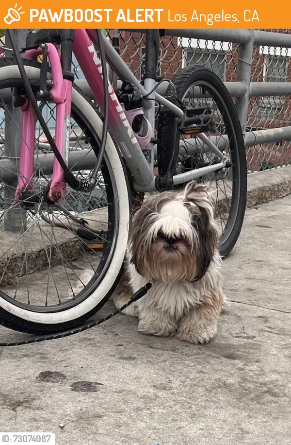 Found/Stray Male Dog last seen Venice Beach - Westminster Dog Park, Los Angeles, CA 90291