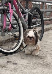 Found/Stray Male Dog last seen Venice Beach - Westminster Dog Park, Los Angeles, CA 90291