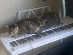 Lost Female Cat last seen G & market , San Diego, CA 92101