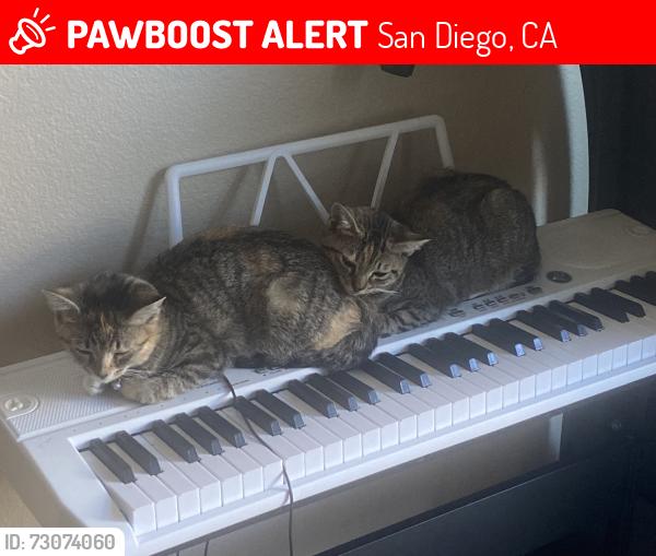 Lost Female Cat last seen G & market , San Diego, CA 92101