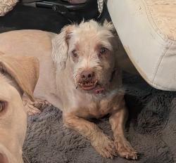 Lost Female Dog last seen Chandler blvd and 50th st, Chandler, AZ 85044