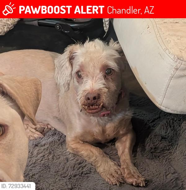 Lost Female Dog last seen Chandler blvd and 50th st, Chandler, AZ 85044