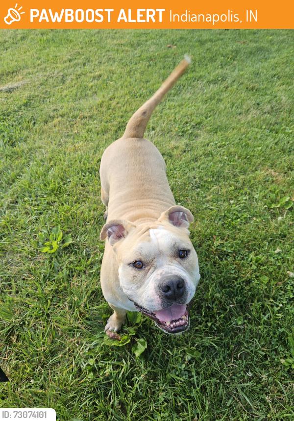 Found/Stray Unknown Dog last seen Riverside Park, Indianapolis, IN 46202