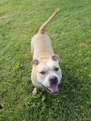 Found/Stray Unknown Dog last seen Riverside Park, Indianapolis, IN 46202