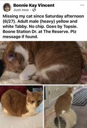 Lost Male Cat last seen Garden Rd., Liberty Commons, Burlington, NC 27215