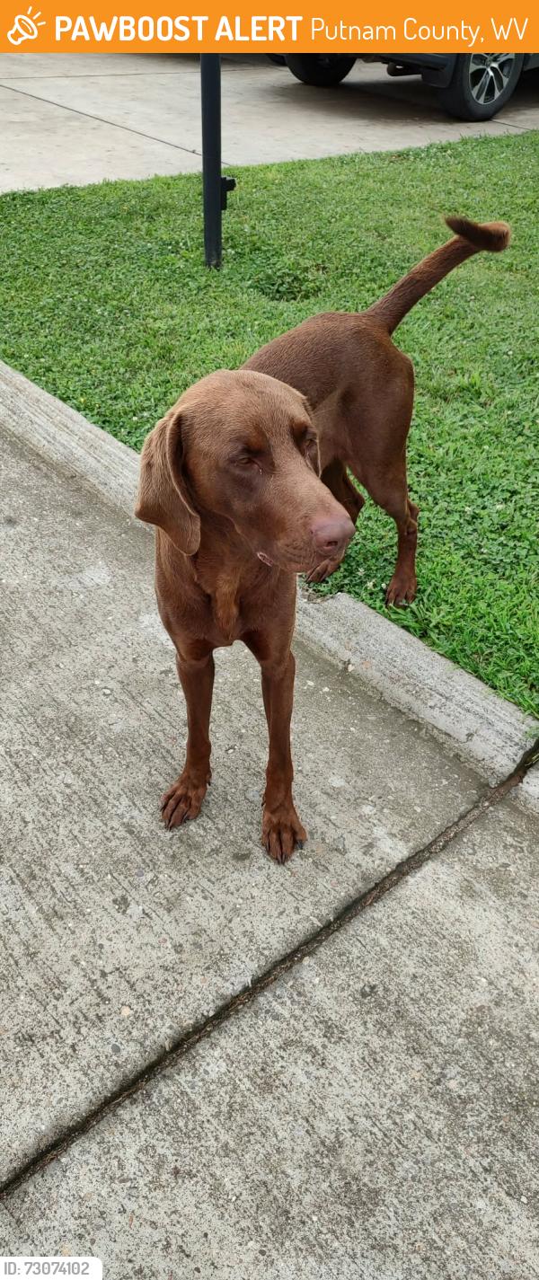 Found/Stray Male Dog last seen rt. 817 north and Stave Branch road, Putnam County, WV 25082