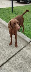 Found/Stray Male Dog last seen rt. 817 north and Stave Branch road, Putnam County, WV 25082
