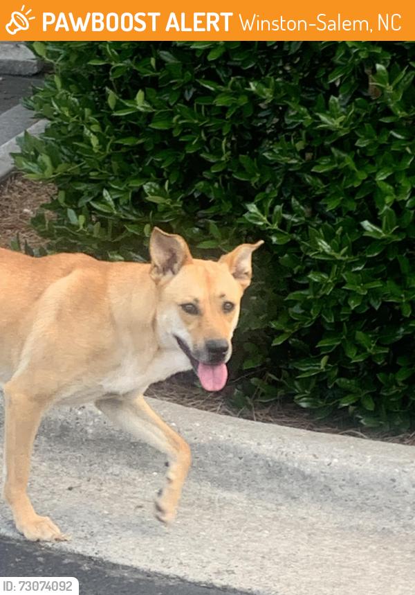 Found/Stray Female Dog last seen Near Reynalda rd, Winston-Salem, NC 27106