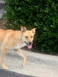 Found/Stray Female Dog last seen Near Reynalda rd, Winston-Salem, NC 27106