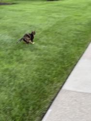 Found/Stray Unknown Cat last seen Cummins COB downtown, Columbus, IN 47201