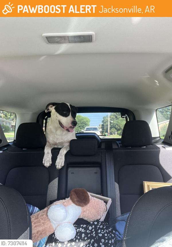 Found/Stray Female Dog last seen She was just standing on the side of the road down Old Military Road, Jacksonville, AR 72076