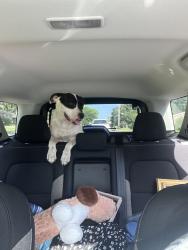 Found/Stray Female Dog last seen She was just standing on the side of the road down Old Military Road, Jacksonville, AR 72076