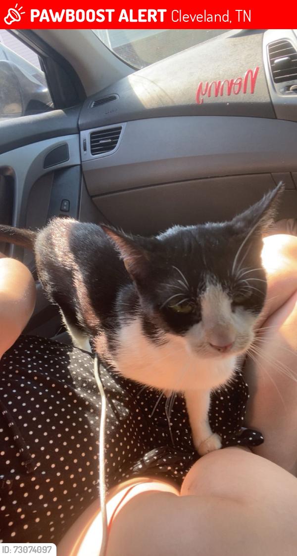 Lost Female Cat last seen Henley apmts, Cleveland, TN 37311
