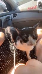 Lost Female Cat last seen Henley apmts, Cleveland, TN 37311
